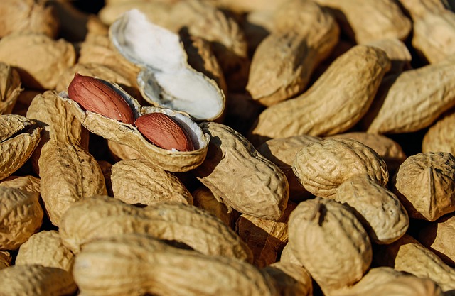A bowl of fresh shelled peanuts ready for proper storage.